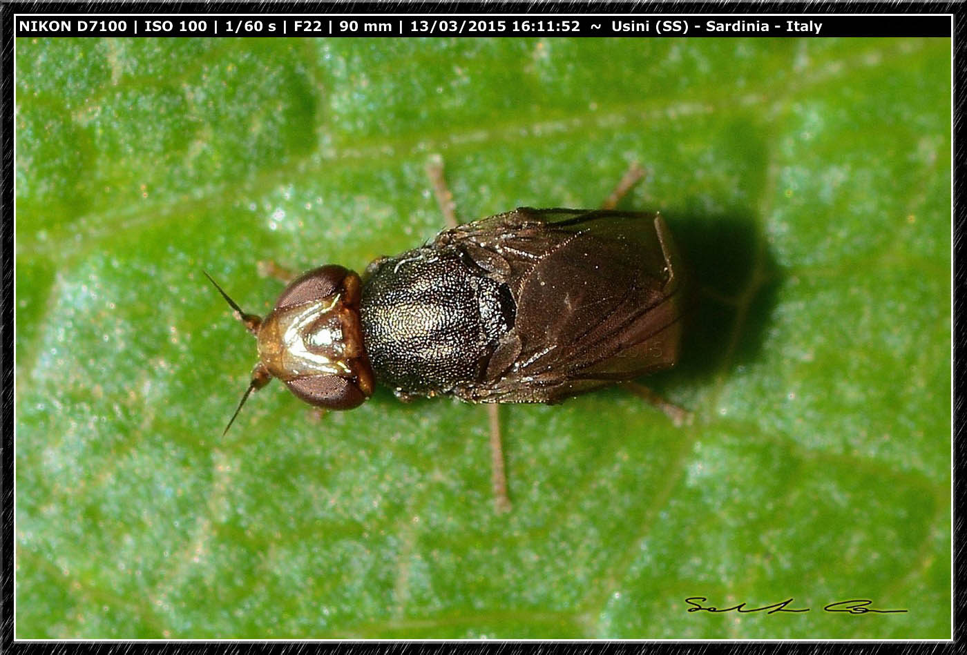 Piccolo dittero da id.: Camarota curvipennis (Cloropidae)